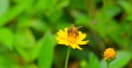 黄色い花にとまるミツバチ